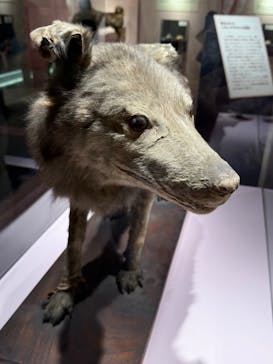 特別展「古代DNA－日本人のきた道」（国立科学博物館）に投稿された画像（2025/4/22）