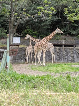 名古屋市東山動植物園に投稿された画像（2025/4/22）