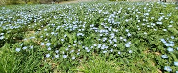 こうべアグリパークネモフィラの丘2025に投稿された画像（2025/4/22）