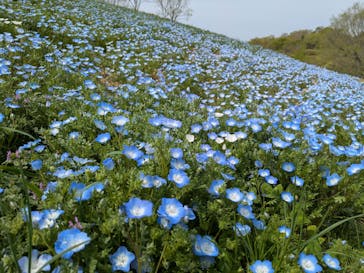 こうべアグリパークネモフィラの丘2025に投稿された画像（2025/4/22）