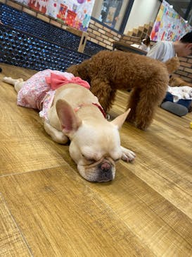 いぬカフェRio イオンモール常滑店に投稿された画像（2025/4/22）