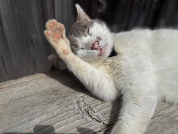 二十四の瞳映画村に投稿された画像（2025/4/22）