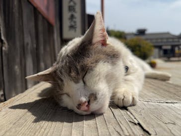 二十四の瞳映画村に投稿された画像（2025/4/22）