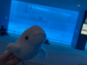 名古屋港水族館に投稿された画像（2025/4/22）