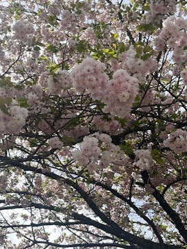 彫刻の森美術館に投稿された画像（2025/4/22）