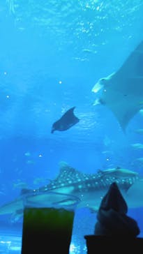 沖縄美ら海水族館に投稿された画像（2025/4/22）