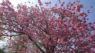 彫刻の森美術館に投稿された画像（2025/4/22）