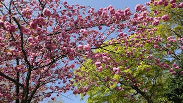 彫刻の森美術館に投稿された画像（2025/4/22）