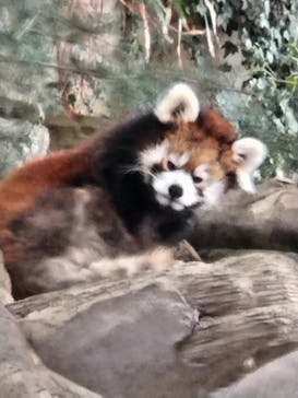 那須どうぶつ王国に投稿された画像（2025/4/22）