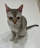 Cat Café MOFF イオンモール浜松志都呂店に投稿された画像（2025/4/23）