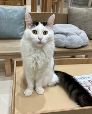Cat Café MOFF イオンモール浜松志都呂店に投稿された画像（2025/4/22）