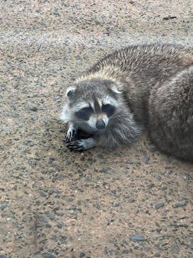 長崎バイオパークに投稿された画像（2025/4/22）