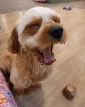 いぬカフェRio 吉祥寺店に投稿された画像（2025/4/22）