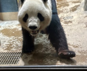 恩賜上野動物園に投稿された画像（2025/4/22）