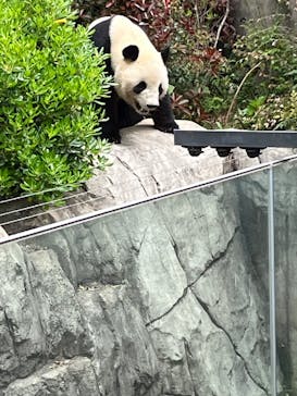 恩賜上野動物園に投稿された画像（2025/4/22）