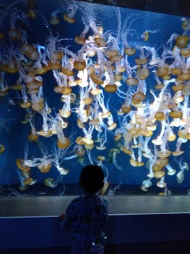 新江ノ島水族館に投稿された画像（2025/4/23）