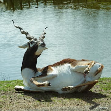 秋吉台自然動物公園 サファリランドに投稿された画像（2025/4/23）