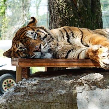 秋吉台自然動物公園 サファリランドに投稿された画像（2025/4/23）