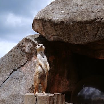 秋吉台自然動物公園 サファリランドに投稿された画像（2025/4/23）