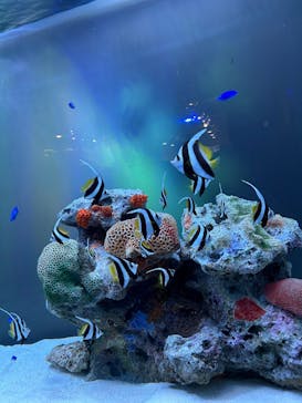 マクセル アクアパーク品川に投稿された画像（2025/4/23）