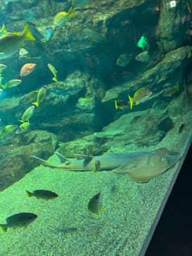 マクセル アクアパーク品川に投稿された画像（2025/4/23）