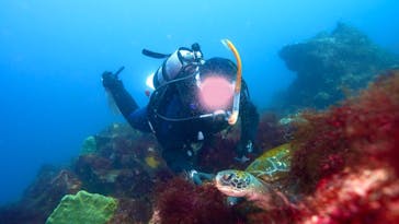 伊豆高原ダイビングスクール　リトルリッツに投稿された画像（2025/4/23）