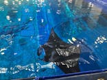 沖縄美ら海水族館（館内体験）に投稿された画像（2025/4/23）