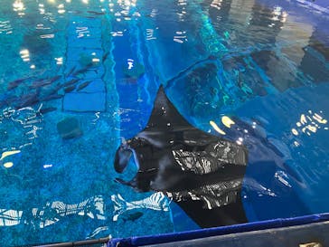 沖縄美ら海水族館（館内体験）に投稿された画像（2025/4/23）