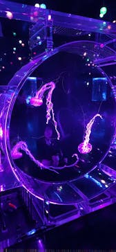 マクセル アクアパーク品川に投稿された画像（2025/4/23）