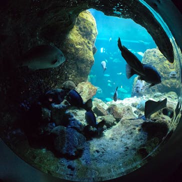 新江ノ島水族館に投稿された画像（2025/4/23）