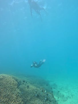 本部ダイビングショップTI.OCEANに投稿された画像（2025/4/23）