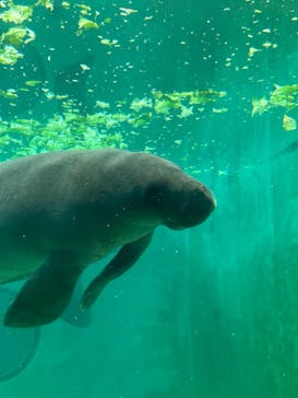 沖縄美ら海水族館に投稿された画像（2025/4/23）