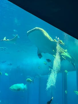 沖縄美ら海水族館に投稿された画像（2025/4/23）