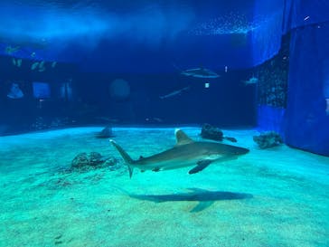 沖縄美ら海水族館に投稿された画像（2025/4/23）