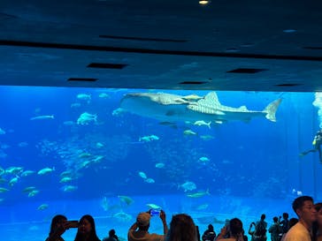 沖縄美ら海水族館に投稿された画像（2025/4/23）