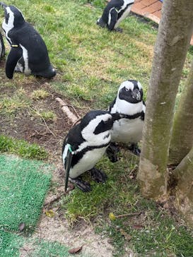 マリンワールド海の中道に投稿された画像（2025/4/23）