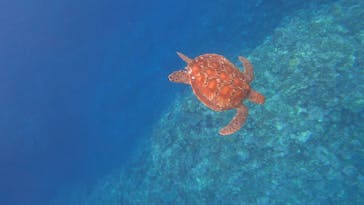 スローダイブ石垣島に投稿された画像（2025/4/23）