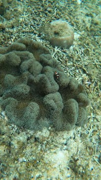 スローダイブ石垣島に投稿された画像（2025/4/23）