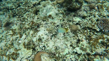 スローダイブ石垣島に投稿された画像（2025/4/23）