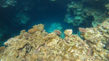 スローダイブ石垣島に投稿された画像（2025/4/23）