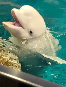 名古屋港水族館に投稿された画像（2025/4/23）