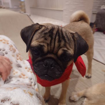 いぬカフェRio 池袋店に投稿された画像（2025/4/23）