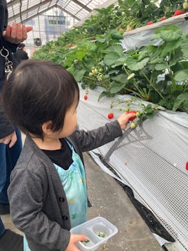 いちご園ラフレーズに投稿された画像（2025/4/23）