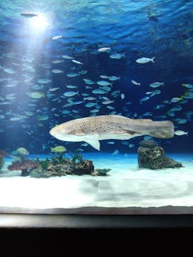 サンシャイン水族館に投稿された画像（2025/4/23）