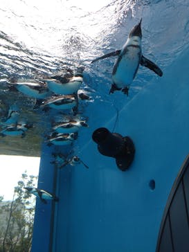 サンシャイン水族館に投稿された画像（2025/4/23）