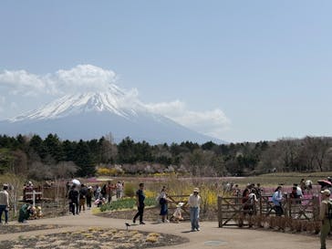 富士芝桜まつり(富士本栖湖リゾート)に投稿された画像（2025/4/23）