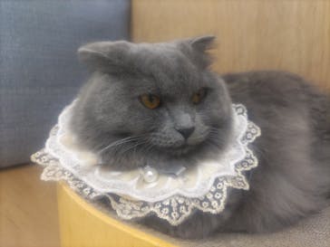 Cat Café MOFF 枚方モール店に投稿された画像（2025/4/23）
