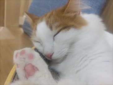 Cat Café MOFF 枚方モール店に投稿された画像（2025/4/23）