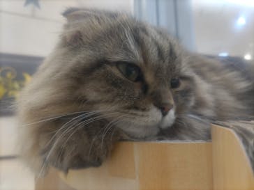 Cat Café MOFF 枚方モール店に投稿された画像（2025/4/23）