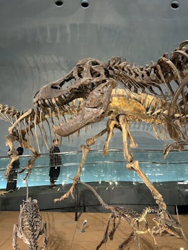 福井県立恐竜博物館に投稿された画像（2025/4/23）